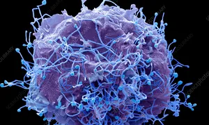 Virus đang lây lan ở Trung Quốc nguy hiểm thế nào