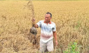 Phó thủ tướng yêu cầu bồi thường cho dân có lúa chết cạnh cao tốc Phó thủ tướng yêu cầu bồi thường cho dân có lúa chết cạnh cao tốc