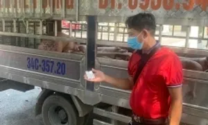 Dịch tả lợn châu Phi lan rộng 20 tỉnh thành Dịch tả lợn châu Phi lan rộng 20 tỉnh thành