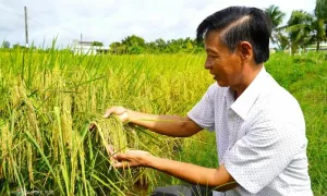 Mô hình trồng lúa sạch làm ra gạo bán mỗi kg hơn 100.000 đồng