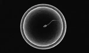 Bỏ lỡ cơ hội có thai vì quan hệ sai thời điểm